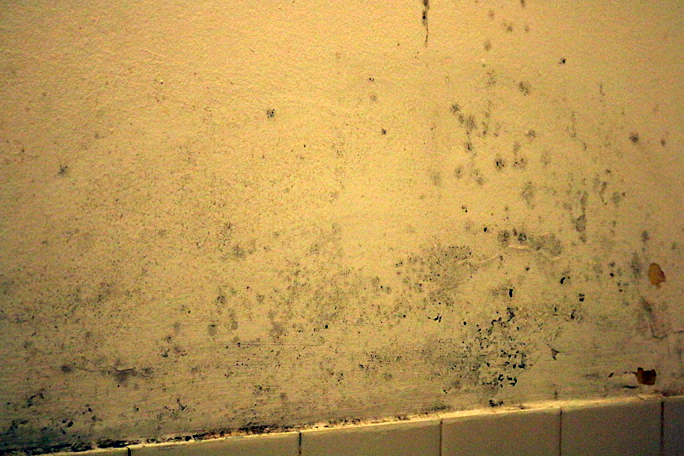 The mold on the wall of the shower area. Photograph ©2015 by Brian Cohen.