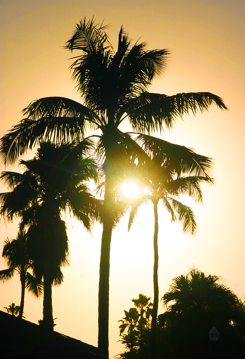 Palm trees Bahamas