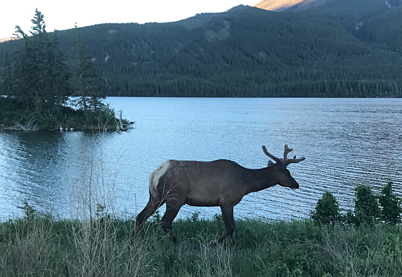 Mule deer Canada Rocky Mountains