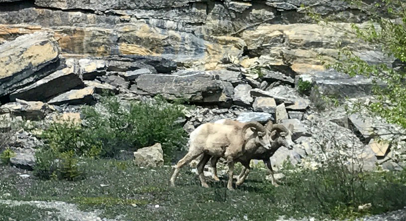 Bighorn Sheep Canada Rocky Mountains