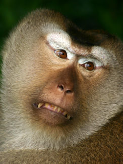 a monkey with a very angry expression
