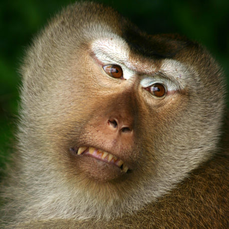 a monkey with a very angry expression