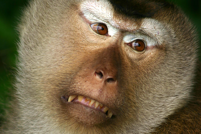 a monkey with a very angry expression