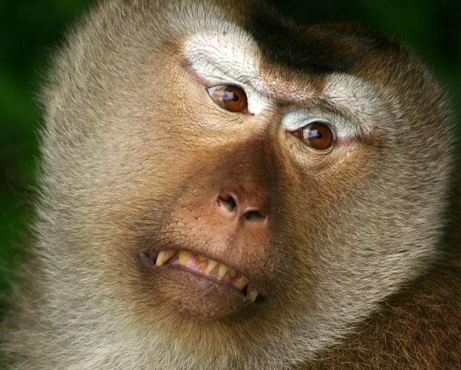 a monkey with a very angry expression