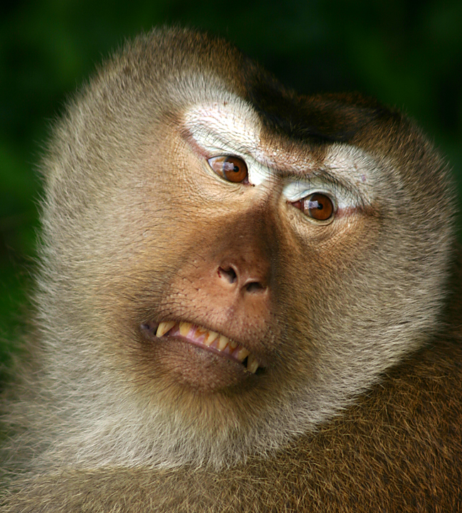 a monkey with a very angry expression