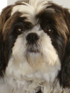 Shih tzu stinky face dog