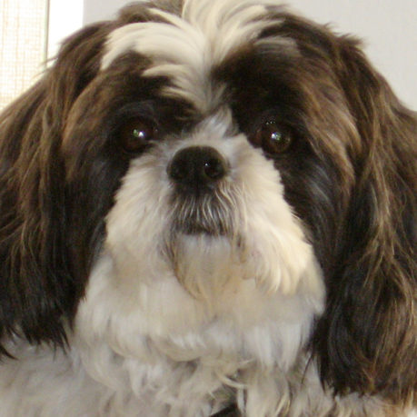 Shih tzu stinky face dog