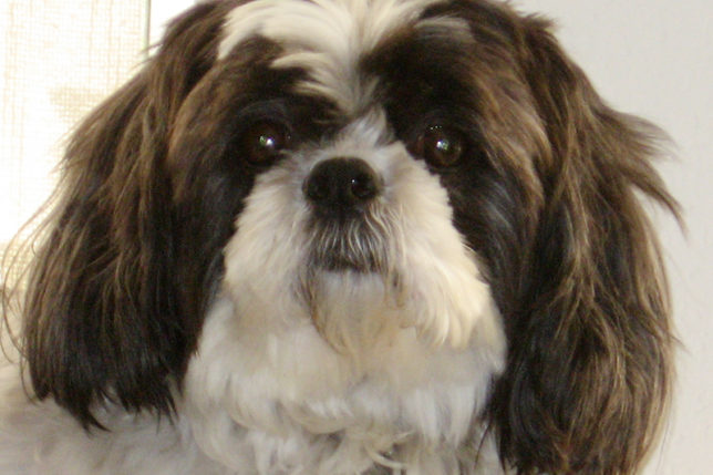Shih tzu stinky face dog