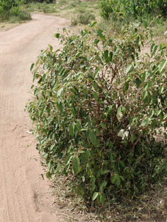 a bush on a dirt road