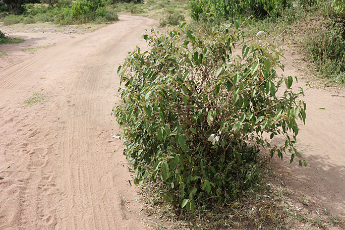 a bush on a dirt road