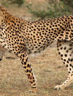 Cheetah safari Kenya