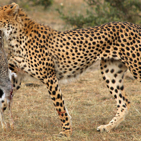Cheetah safari Kenya