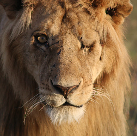 Lions safari Africa