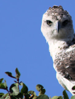 Birds Masai Mara safari Kenya