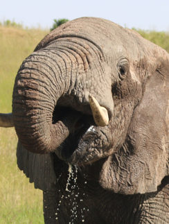 Elephant safari Kenya
