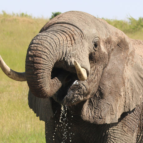 Elephant safari Kenya