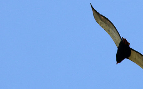 Birds Masai Mara safari Kenya