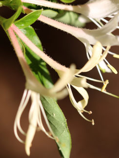 honeysuckle flower