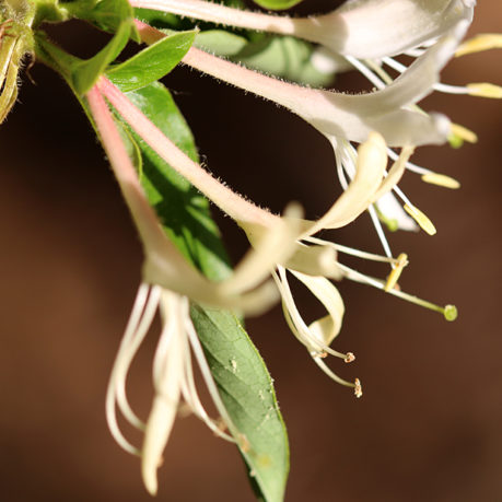 honeysuckle flower