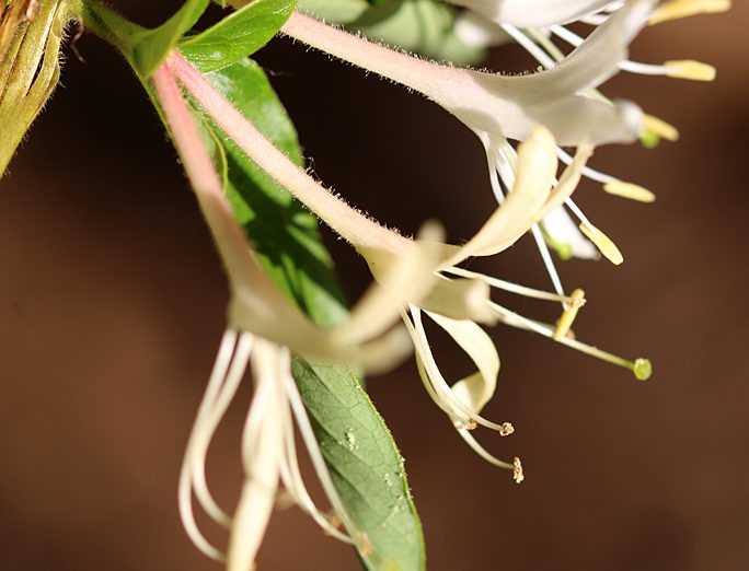 honeysuckle flower