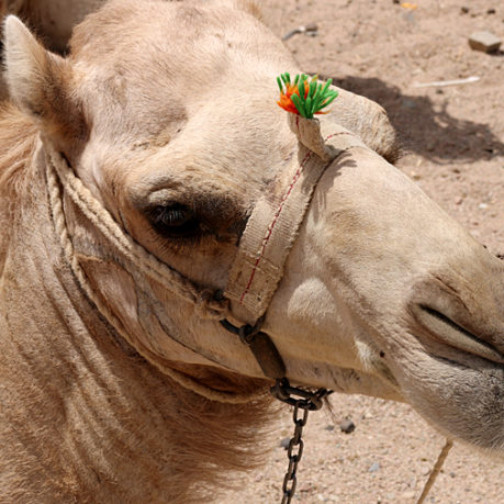 Camel Egypt