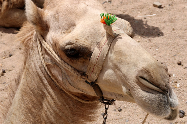 Camel Egypt