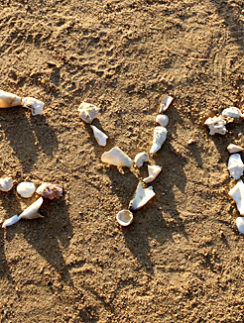 Egypt shells on sand