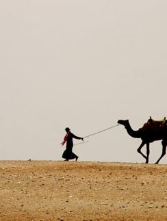 Camel in Desert in Egypt