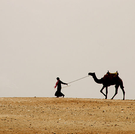 Camel in Desert in Egypt