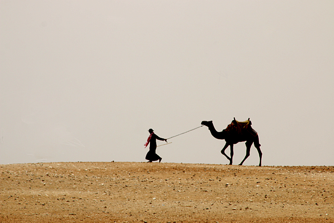 Camel in Desert in Egypt