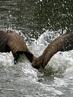Canada goose diving water Stone Mountain park