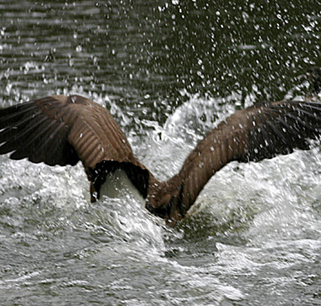 Canada goose diving water Stone Mountain park