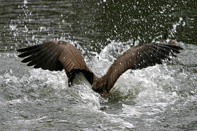 Canada goose diving water Stone Mountain park
