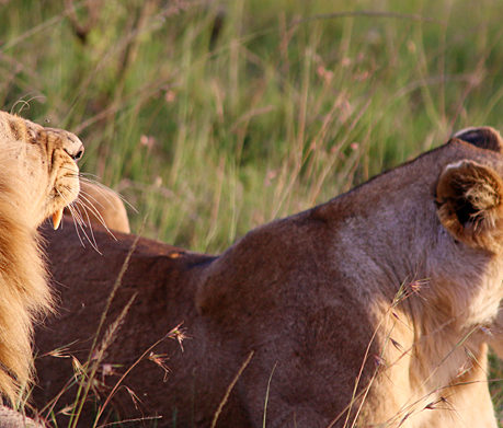 Lions safari Kenya Africa