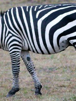 Zebra safari Kenya Africa