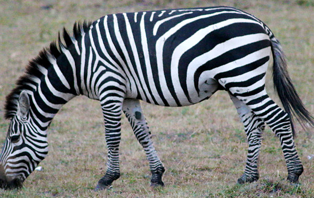 Zebra safari Kenya Africa