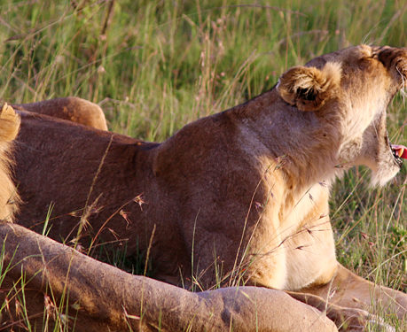Lions safari Africa