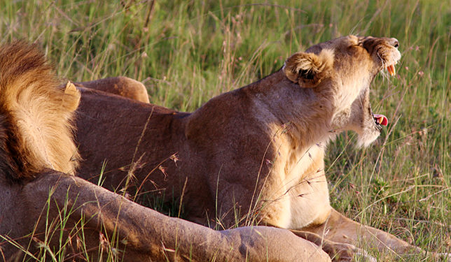 Lions safari Africa