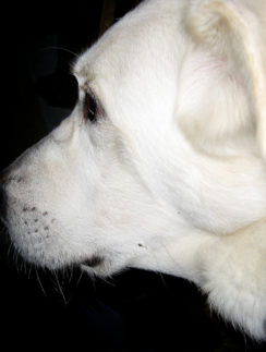 Sonny big white dog face
