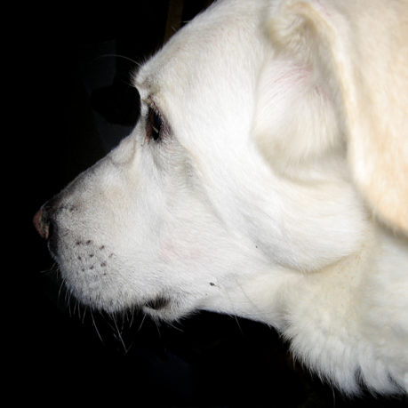 Sonny big white dog face