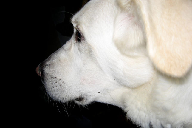 Sonny big white dog face