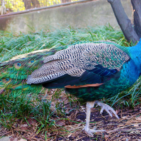National Zoo male peacock Washington, D.C.