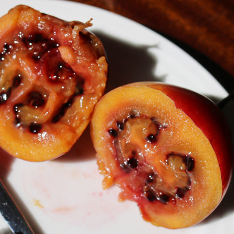 Tree Tomato Tamarillo