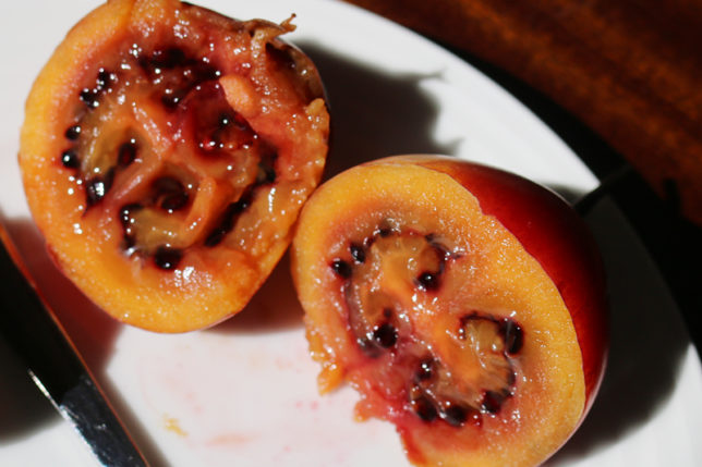 Tree Tomato Tamarillo