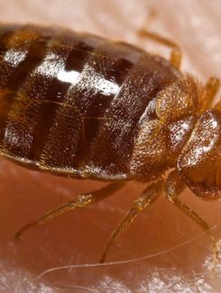 bed bug