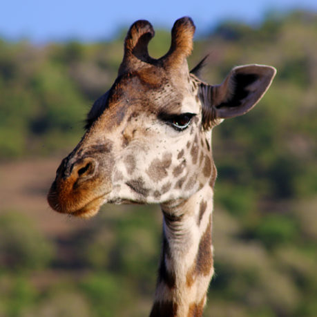Giraffe