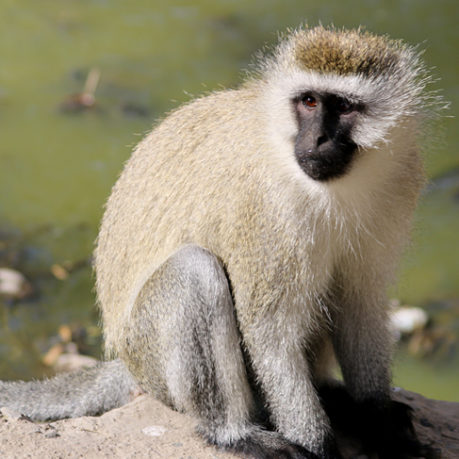 Vervet monkey lake nakuru national park