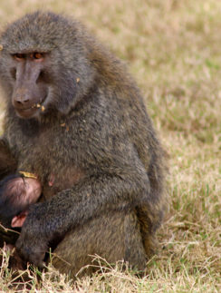 Baboon
