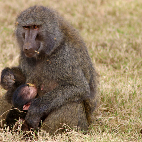Baboon