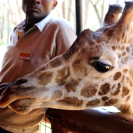 Giraffe Center